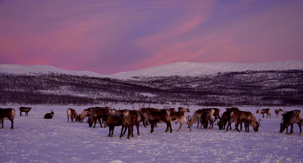 Kilpisjaerven Tunturimajat Kilpisjärvi Quarto foto